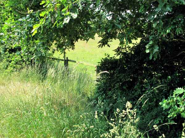In freier Natur