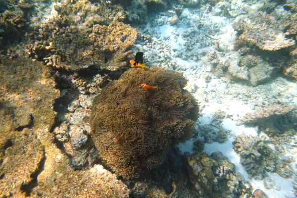 Nemo gefunden!
