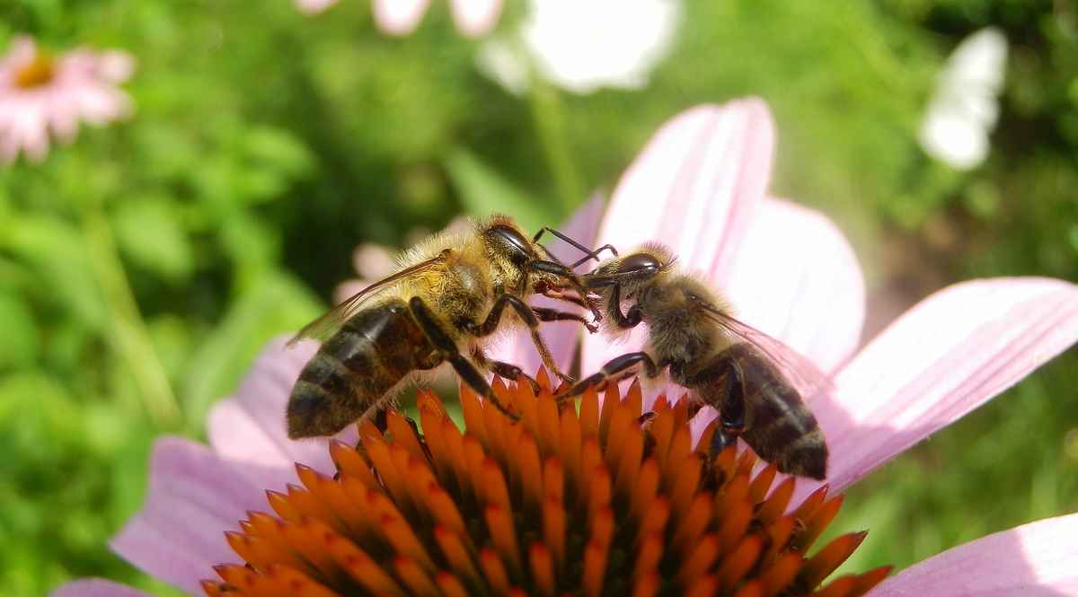 Bienensprache III