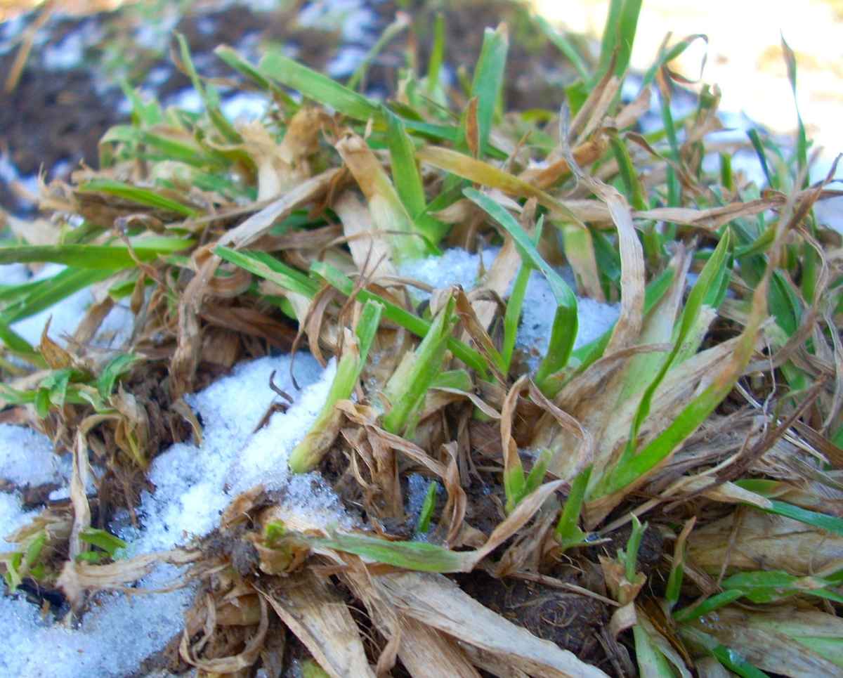 einfach nur Gras . . .