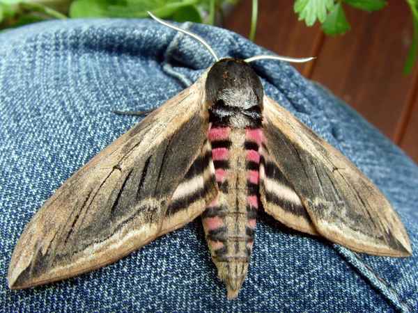 Ligusterschwärmer Bild 7 von 7