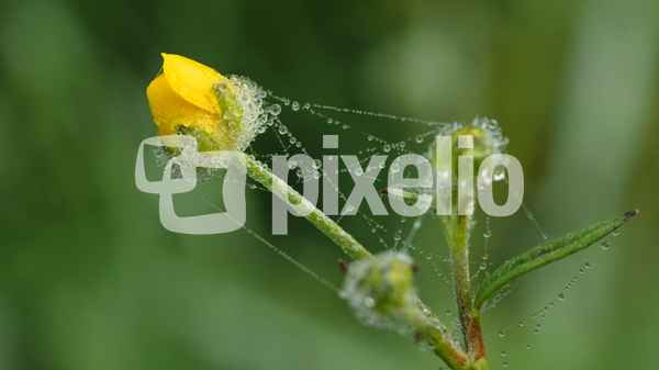 butterblümchen 4