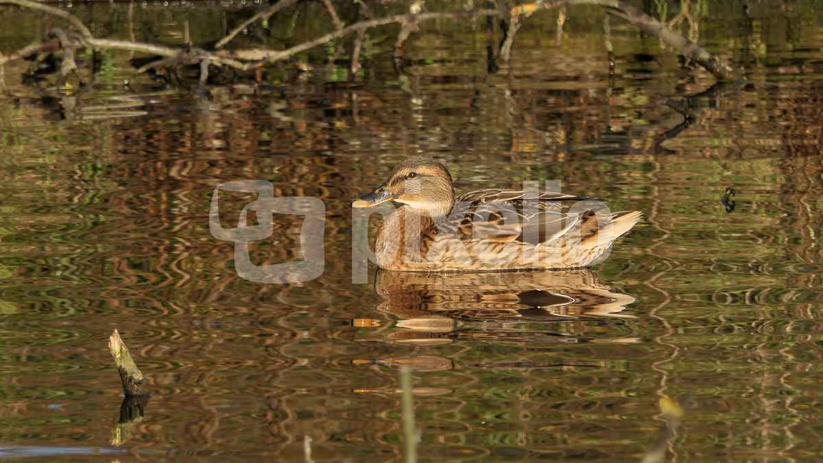 Abendstimmung mit Ente