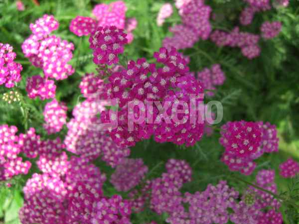 Schöne Blüten
