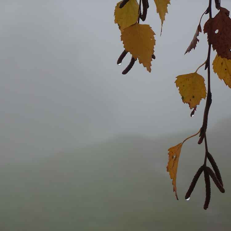 Herbstlaub mit Nebeltropfen