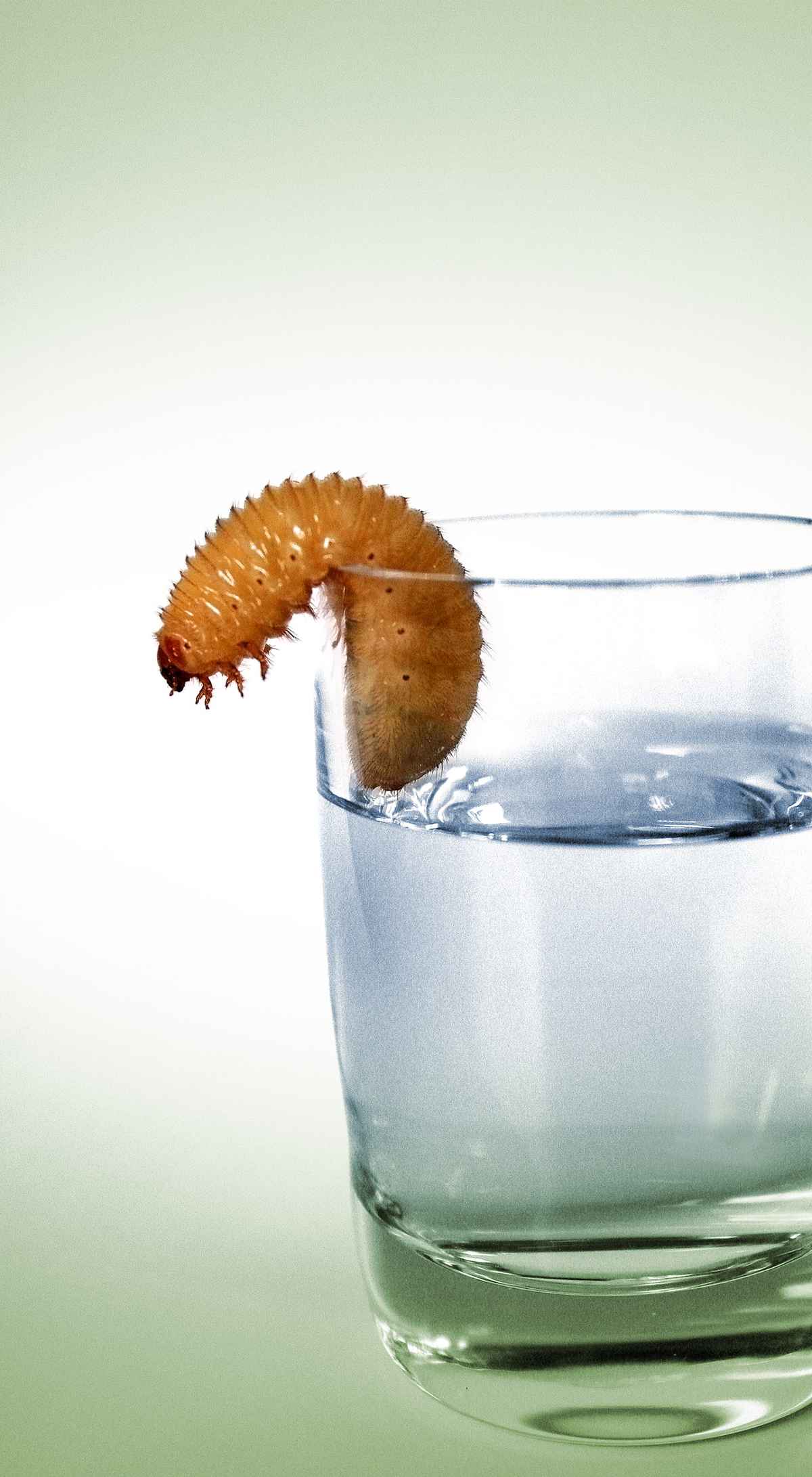 Tequilla.