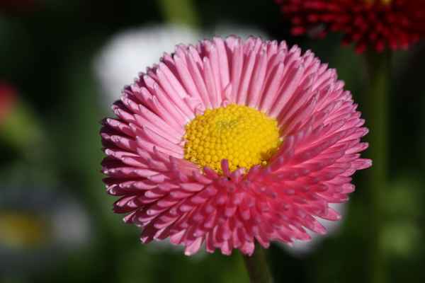 Bellis in rosa