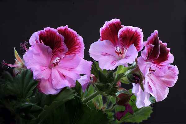 Edelgeranie I