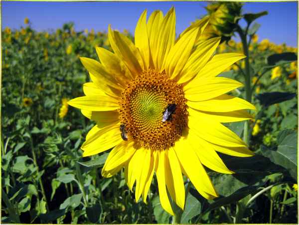 Sonnenblume im Sommer