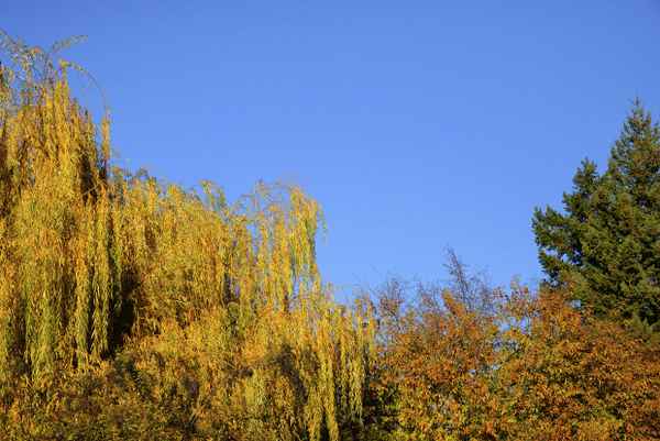 Herbstfarben, Bäume