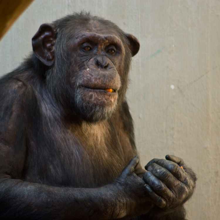 Schimpansen Porträt
