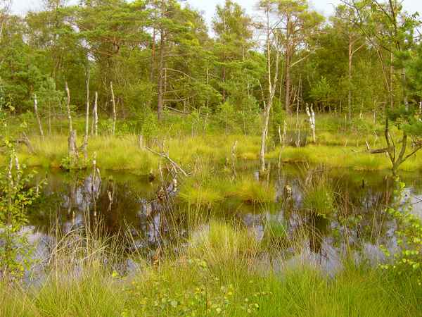 Moorlandschaft