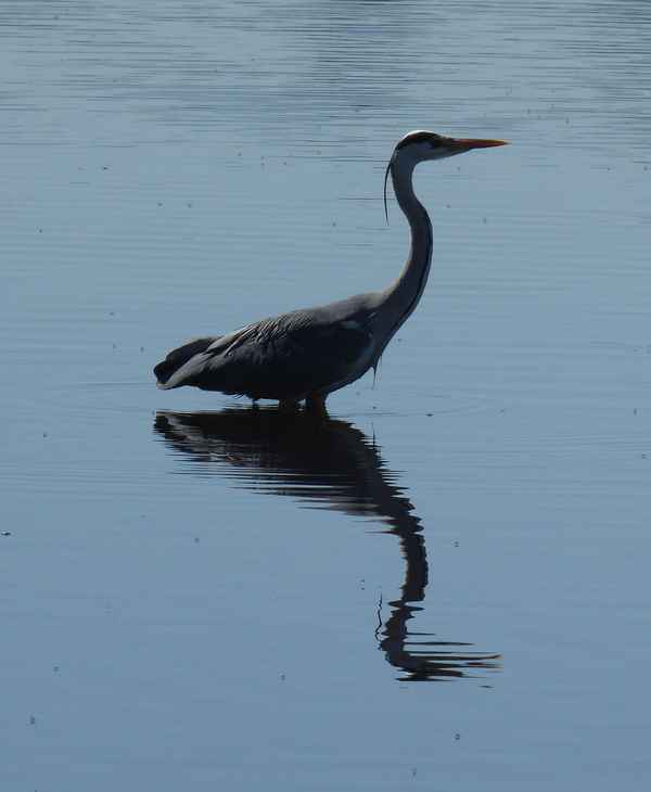 Reiher im Gegenlicht