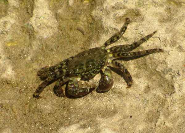 Krabbe bei Nahrungssuche