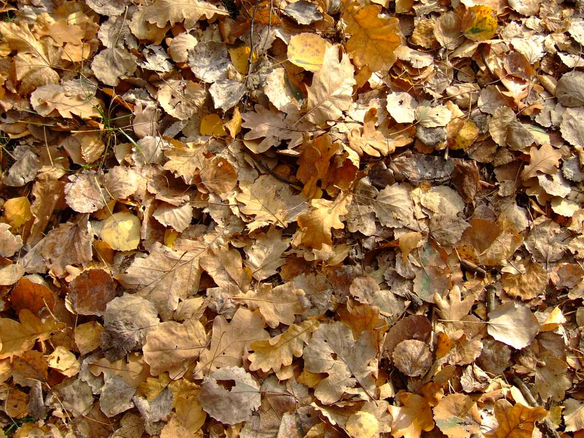 Herbstlaub