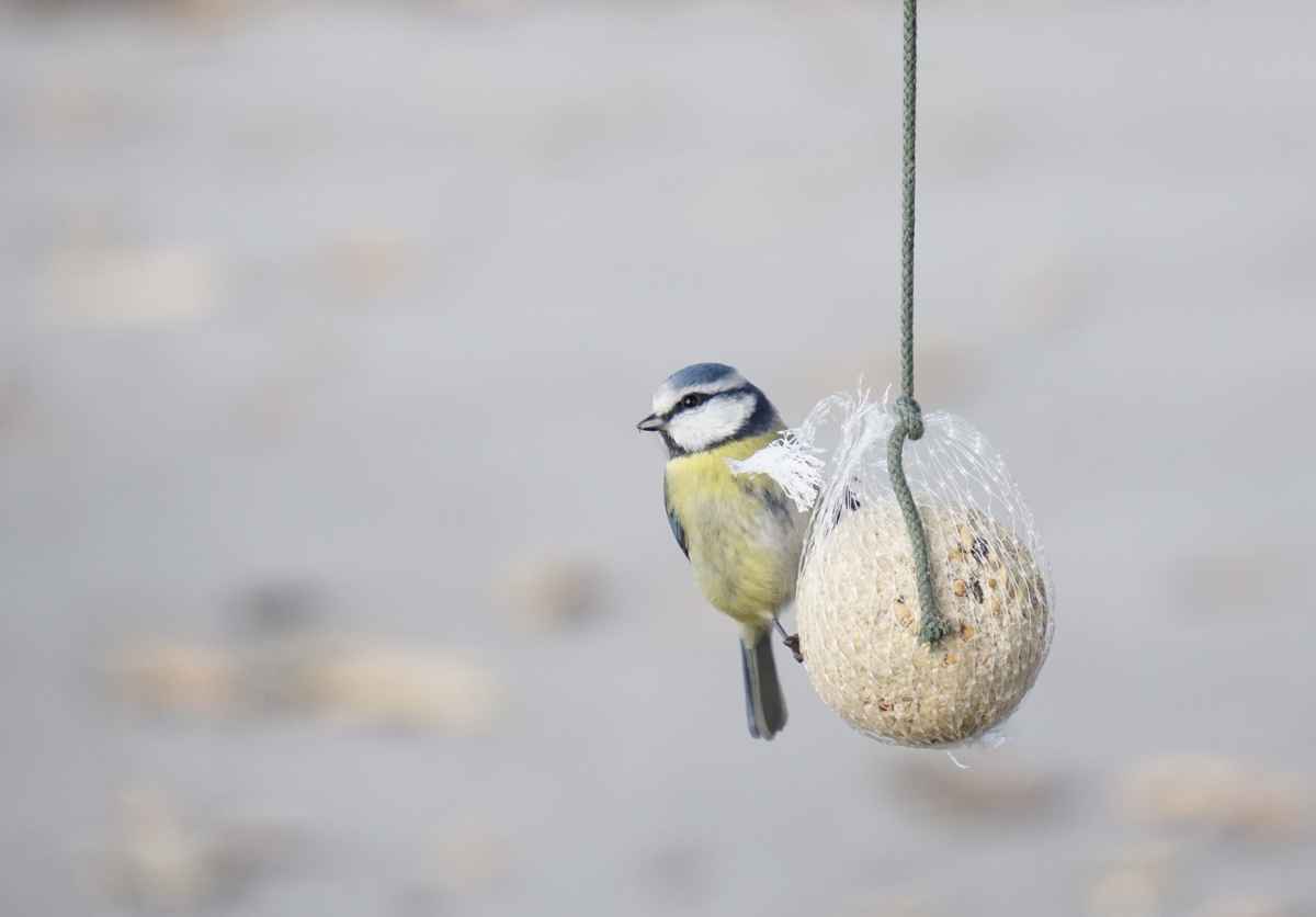 Entzückender Vogel am Futtern