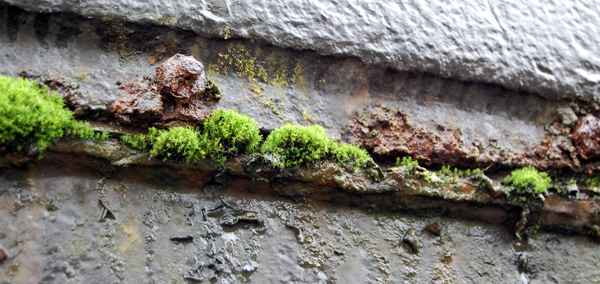 Rost und Moos