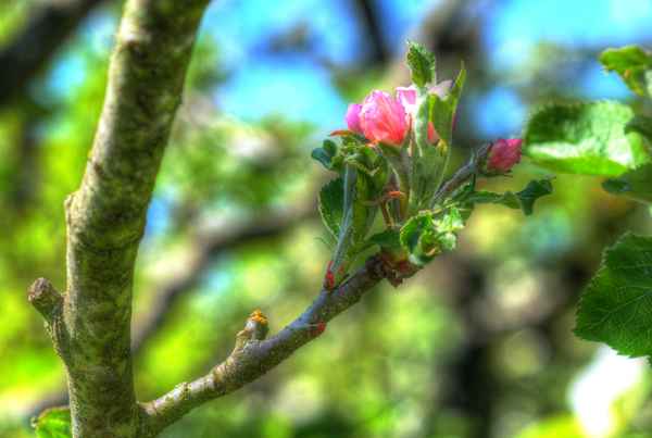 Apfelblüte