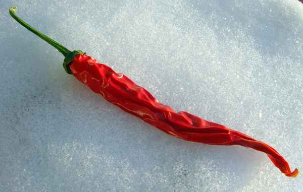 Scharfe Schnee-Peperoni