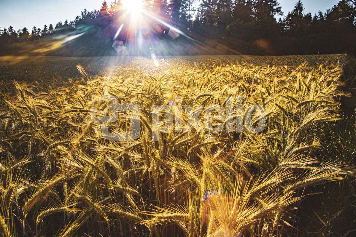 Kornfeld im abendlichen Gegenlicht