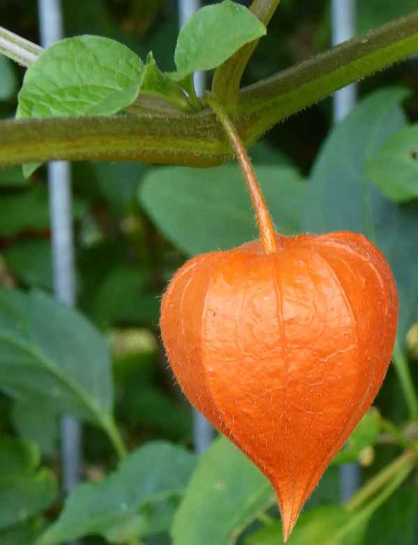 Fruchtkelch einer Lampionblume