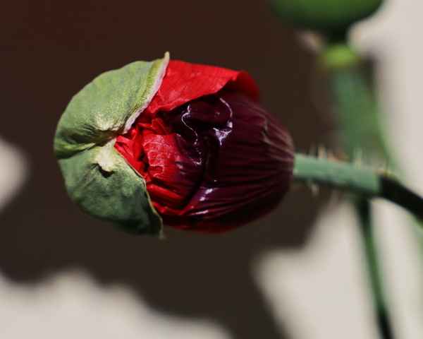 noch unter der haube