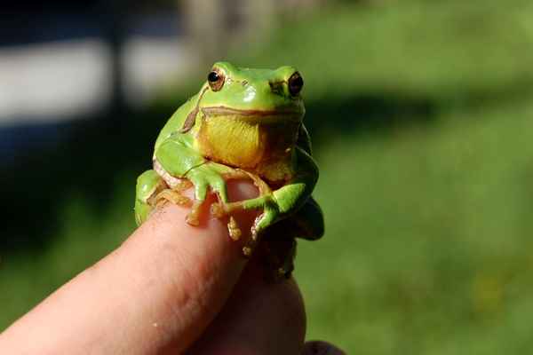 kleiner Laubfrosch