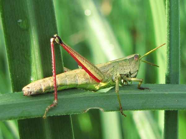 Grosse Sumpfschrecke Larve ?