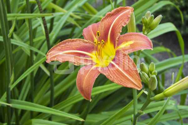 Im Garten
