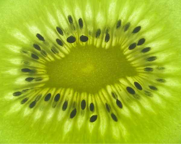 Kiwi