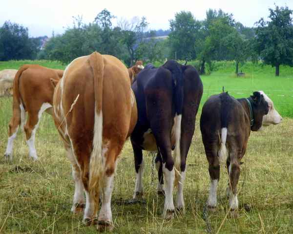 Ein schöner Rücken kann auch entzücken...