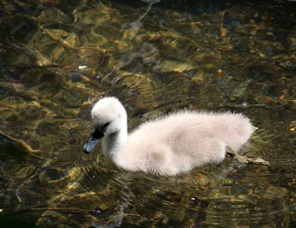 Nestflüchter