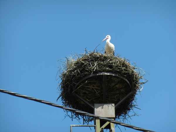 Storchennest
