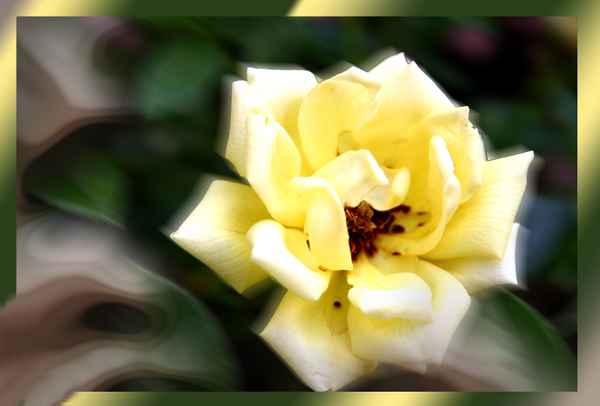 Gelbe Heckenrose