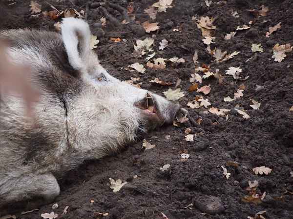Schlafendes Wildschwein
