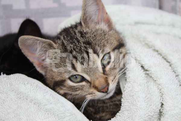 Katzenbaby