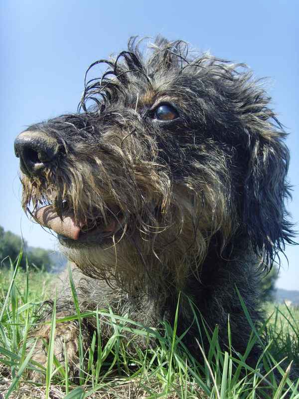 So sieht er aus, der Dachshund nach der Arbeit...