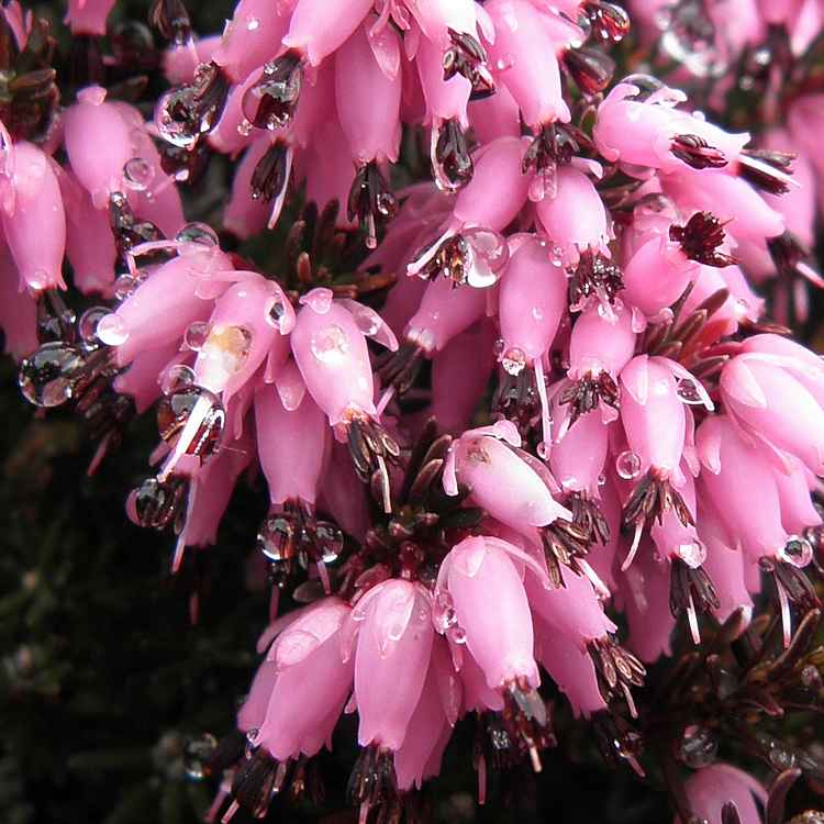 Erica mit Morgentau