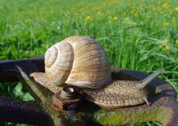 Technikbegeisterte Weinbergschnecke II