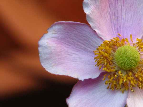 Blüte im Anschnitt (Herbstanemone)