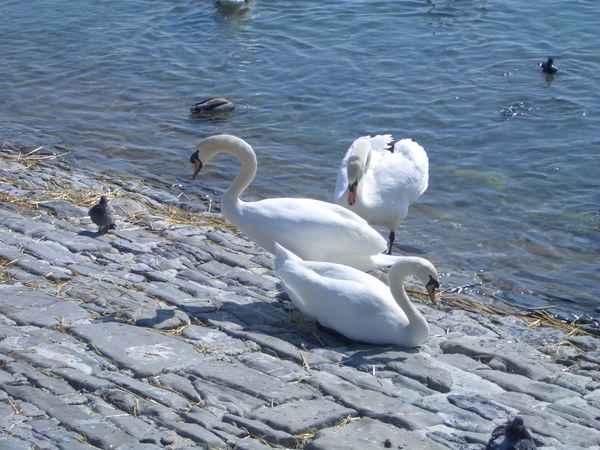 Schwäne am Genfersee