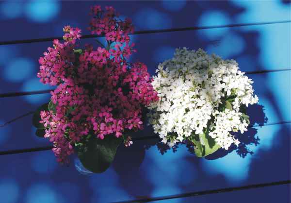 Bleu - blanc - rouge