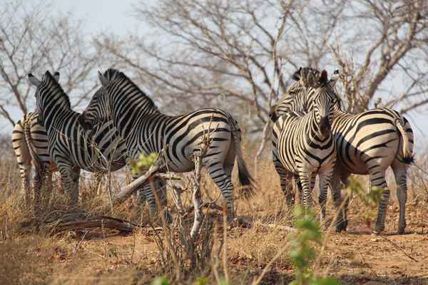 Botswana - Zebras