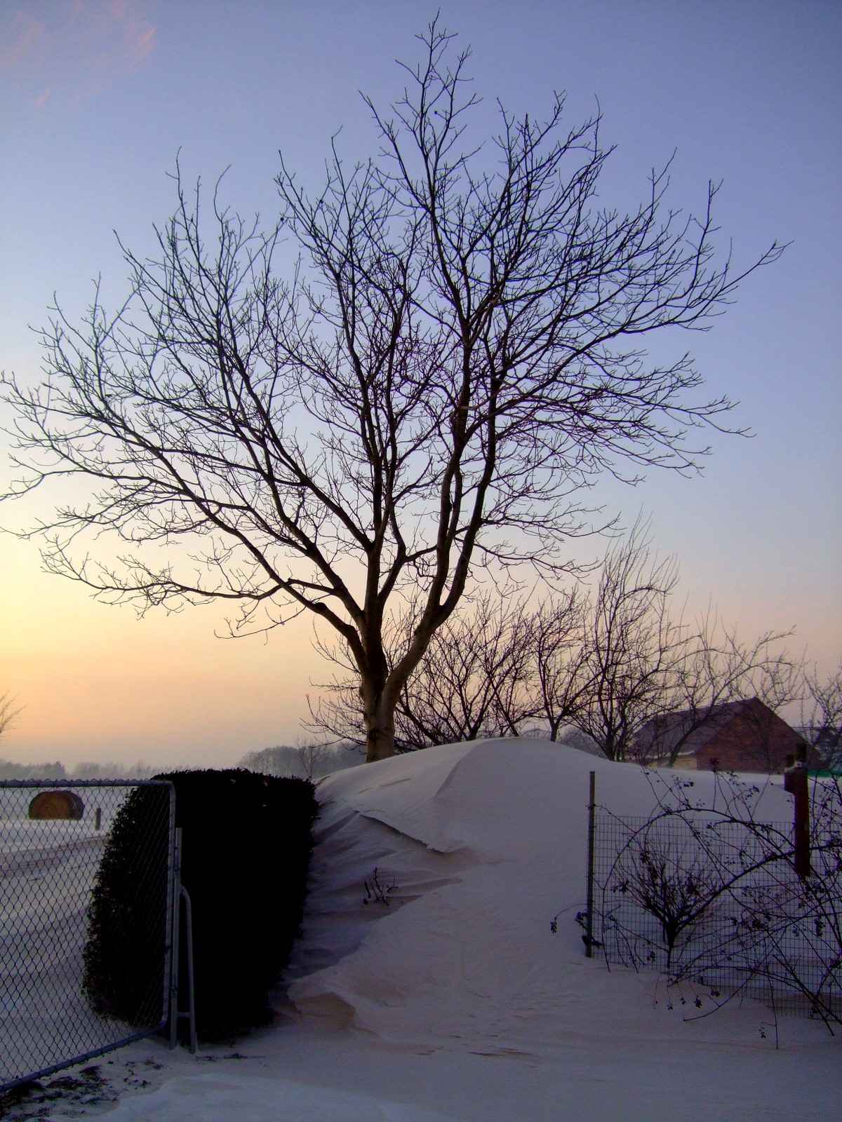 Schneewehe der Hecke
