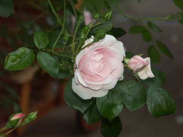 Rosa Rose