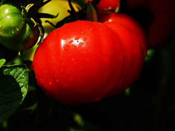 alte sorte "marmande"