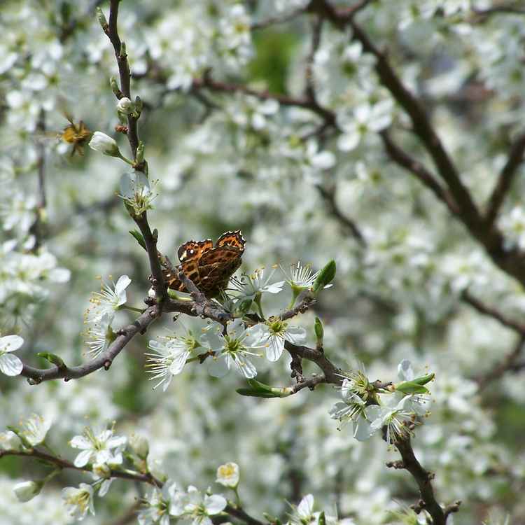 Schmetterling im Blütenmeer