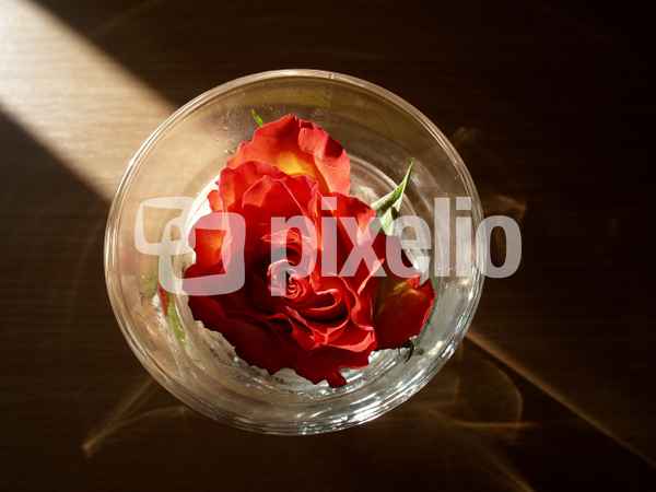 Rose im Glas