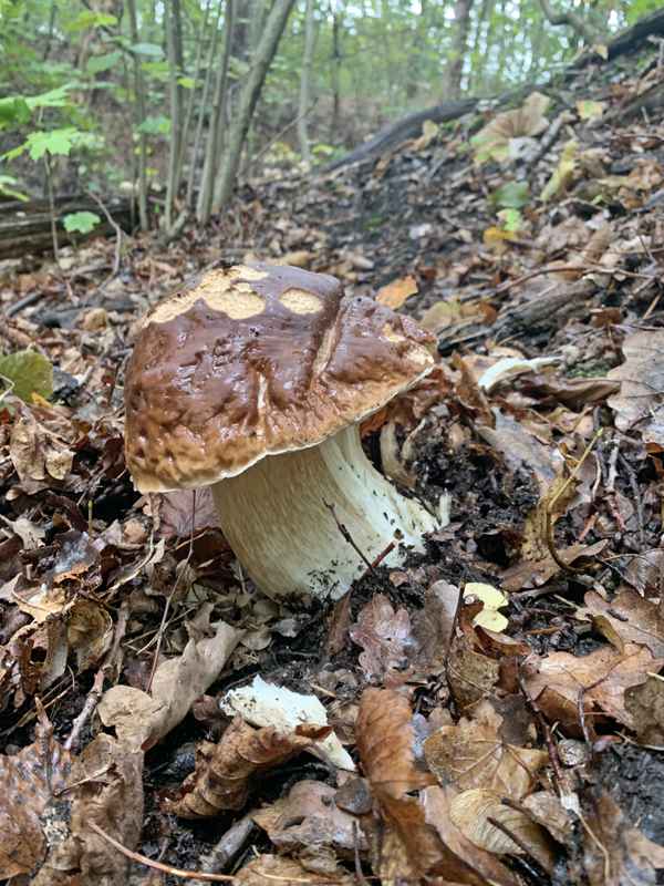Steinpilz