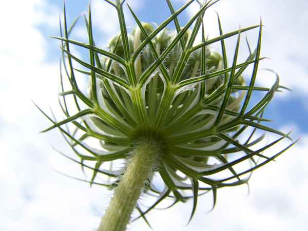 Wiesenschönheit 6